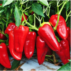 Francis pepper seeds 20 seeds
