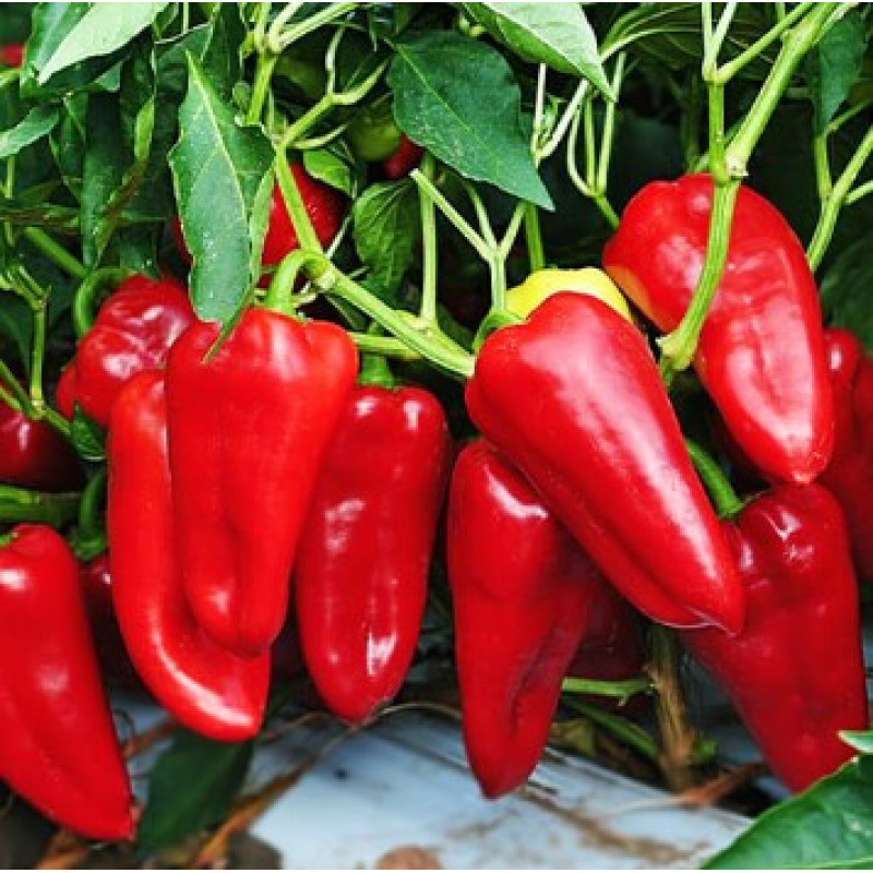 Francis pepper seeds 20 seeds