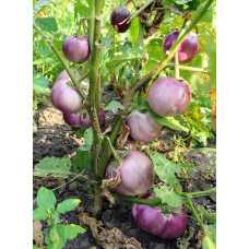 Eggplant seeds Italian pink 30 seeds