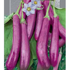 Eggplant seeds Pink Flamingo 30 seeds