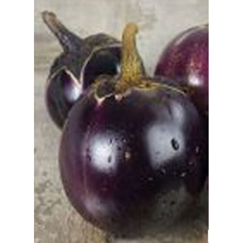 Eggplant seeds Florence 30 us