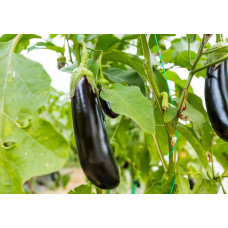 Eggplant seeds Diamond 30 seeds