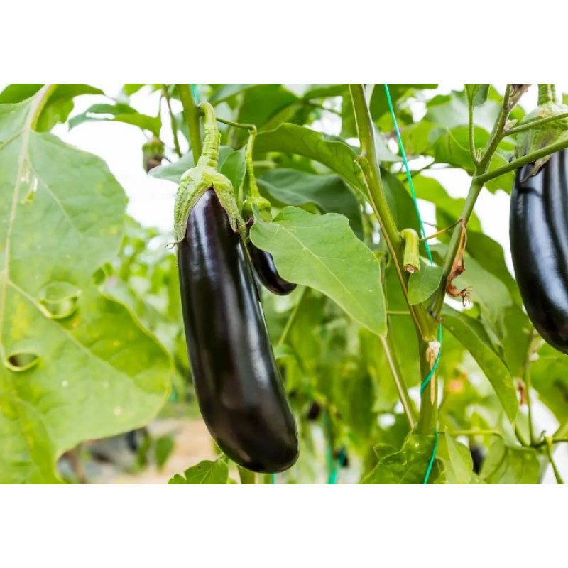Eggplant seeds Diamond 30 seeds