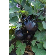 Eggplant seeds Laura 30 us
