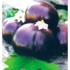 Eggplant seeds Helios 30 pcs