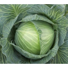 Cabbage seeds Aura F1 20 seeds