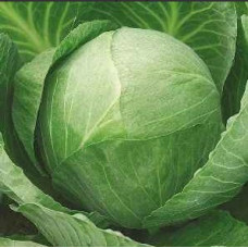 Cabbage seeds Zolotyi hektar 100 seeds