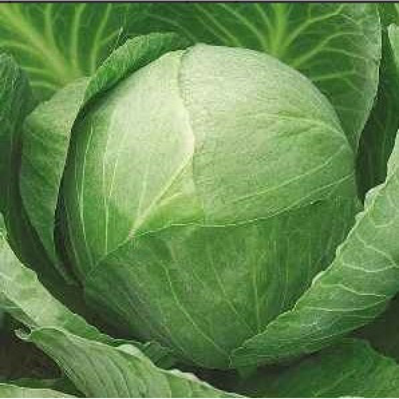 Cabbage seeds Zolotyi hektar 100 seeds