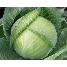 Cabbage seeds Yaroslavna 100 seeds