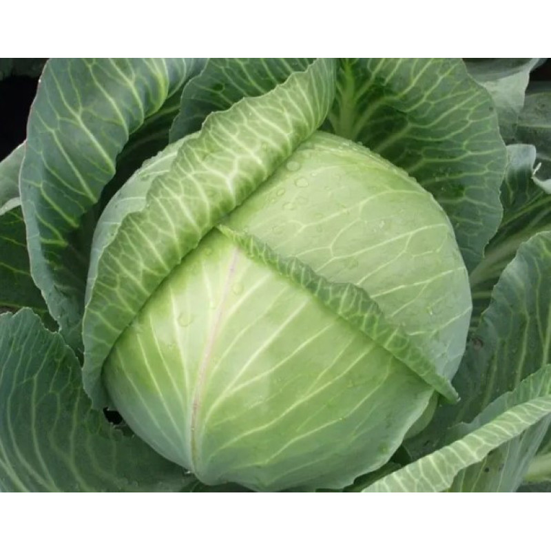 Cabbage seeds Yaroslavna 100 seeds