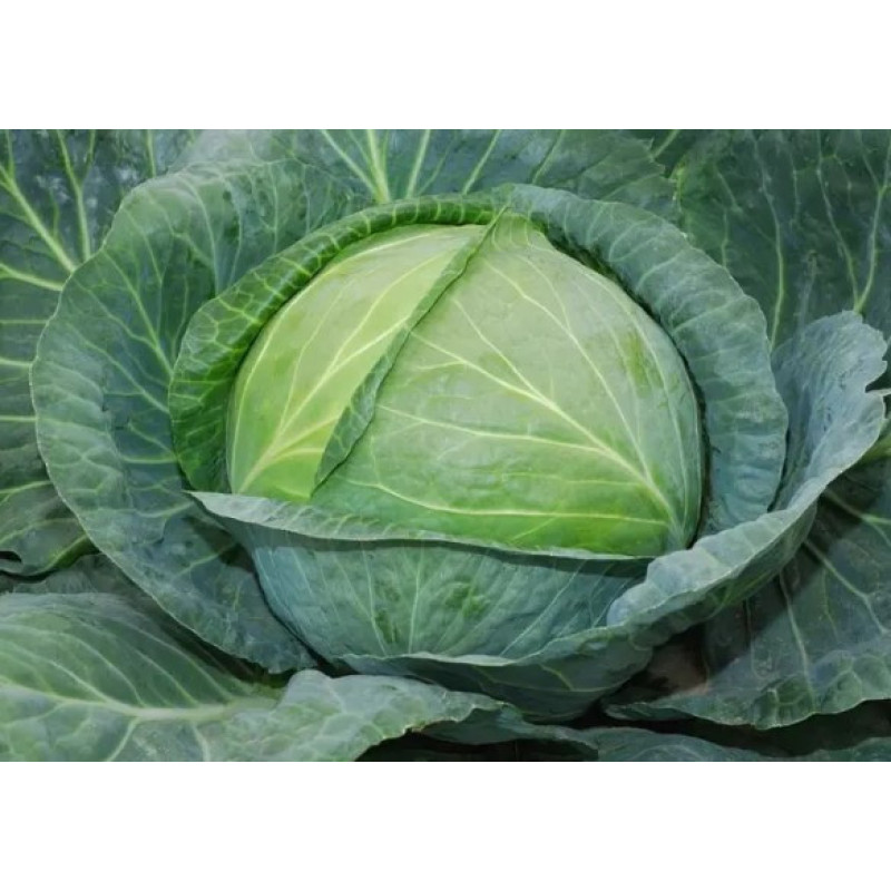 Cabbage seeds Belosnizhka 100 seeds