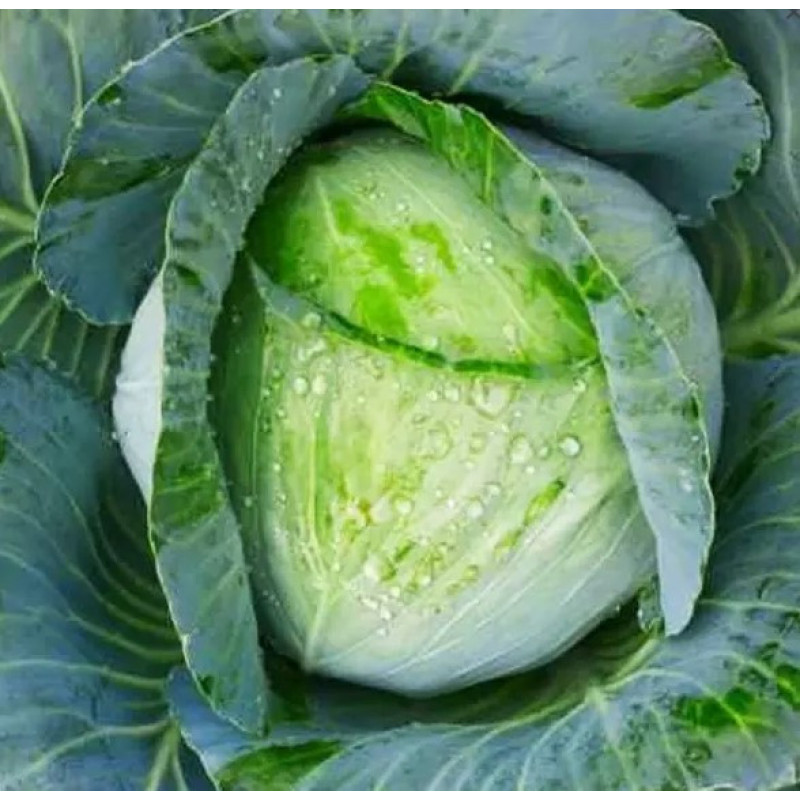 Cabbage seeds Kharkivska zymova 100 seeds