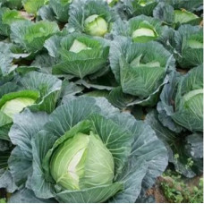 Cabbage seeds Kamiana holova 100 seeds
