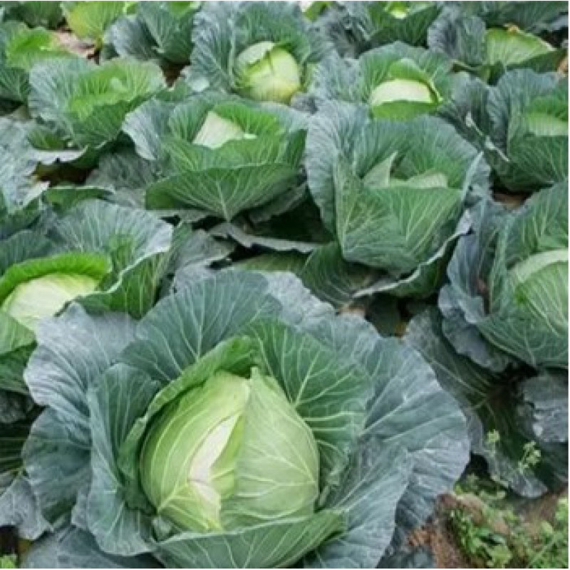 Cabbage seeds Kamiana holova 100 seeds