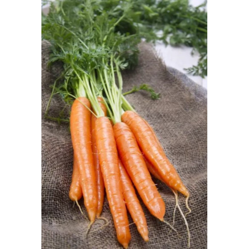 Carrot seeds Koroleva oseni 10 h