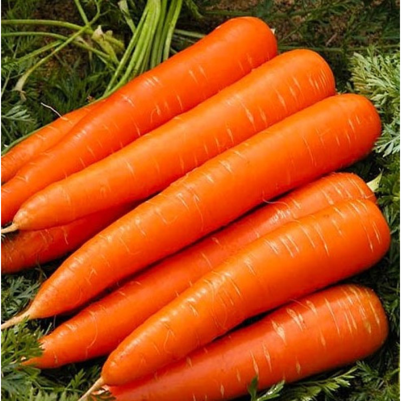 Carrot seeds Chervonyi veleten 10 h