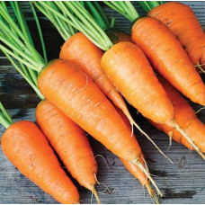 Carrot seeds Karotel 10 h