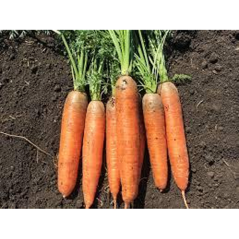 Carrot seeds Kora 10 h
