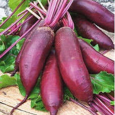 Beet seeds Rival 15 h