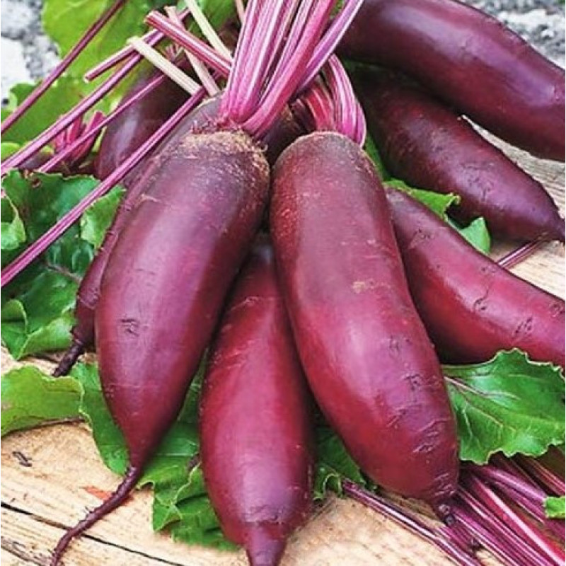Beet seeds Rival 15 h