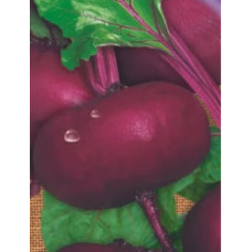 Beet seeds Yehypetska plaska 15 h