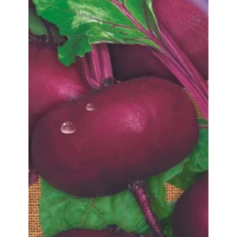 Beet seeds Yehypetska plaska 15 h