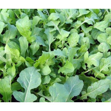 Arugula seeds Znakhar 2 h