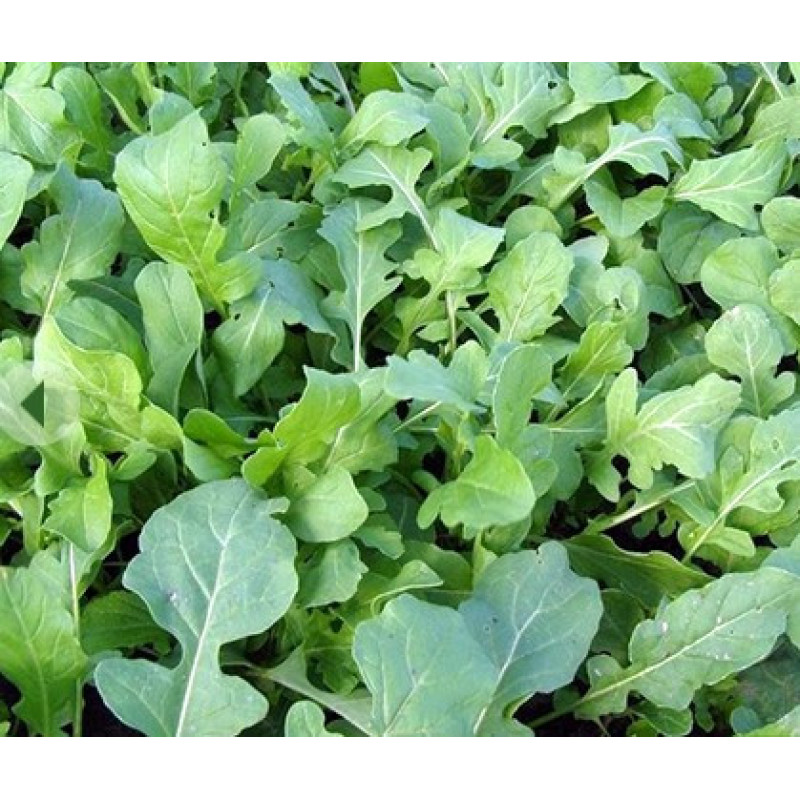 Arugula seeds Znakhar 2 h