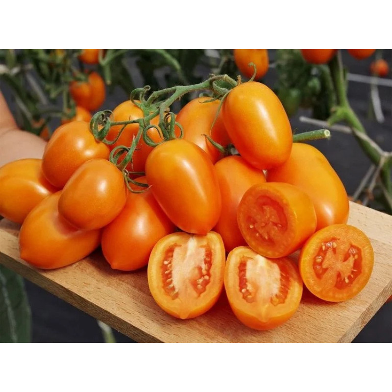 Tomato seeds Cream Orange F1 10 pcs