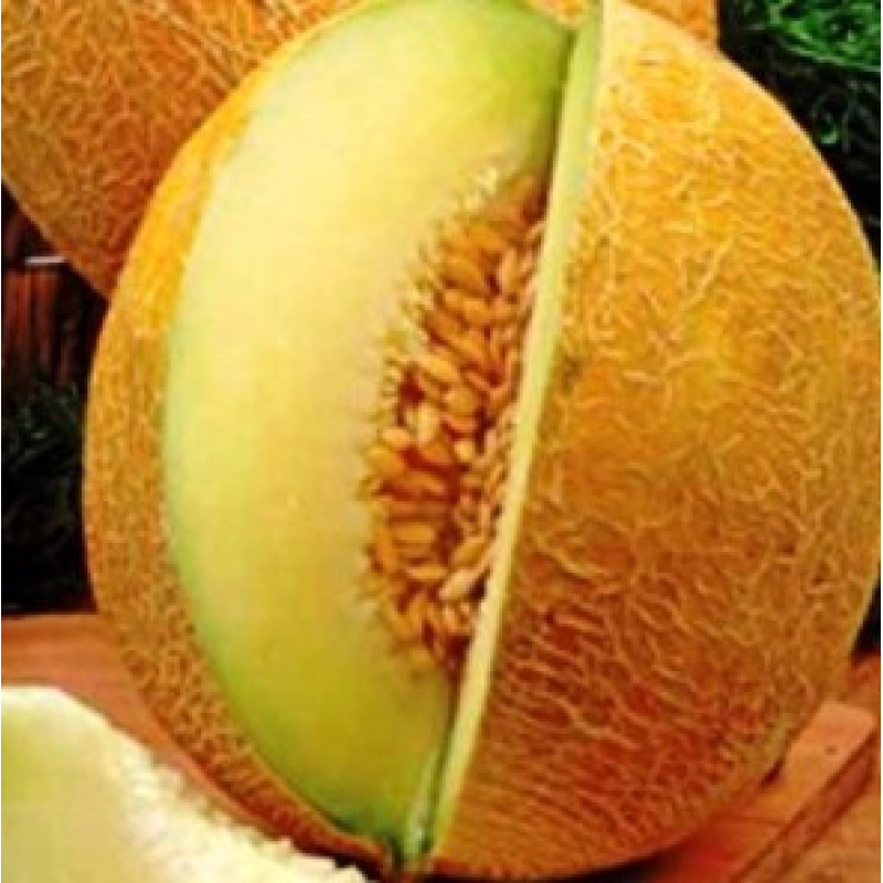 Melon seeds Titovka 3 h