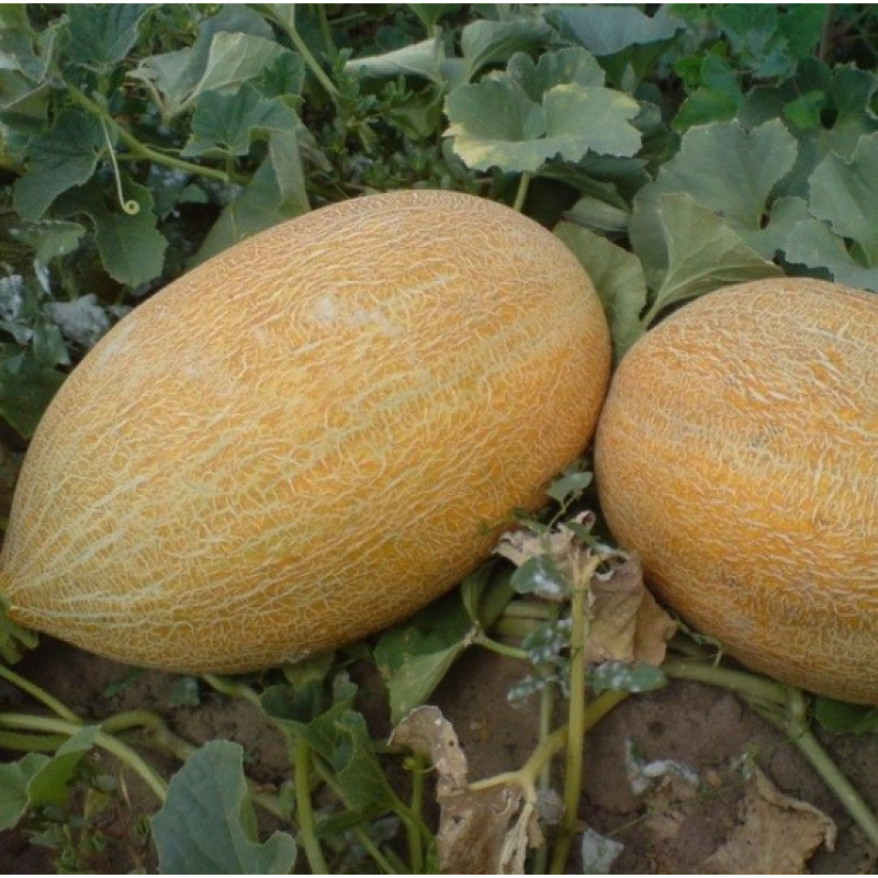 Melon seeds Fortuna 3 h