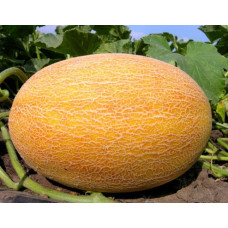 Melon seeds Ananasna 3 h