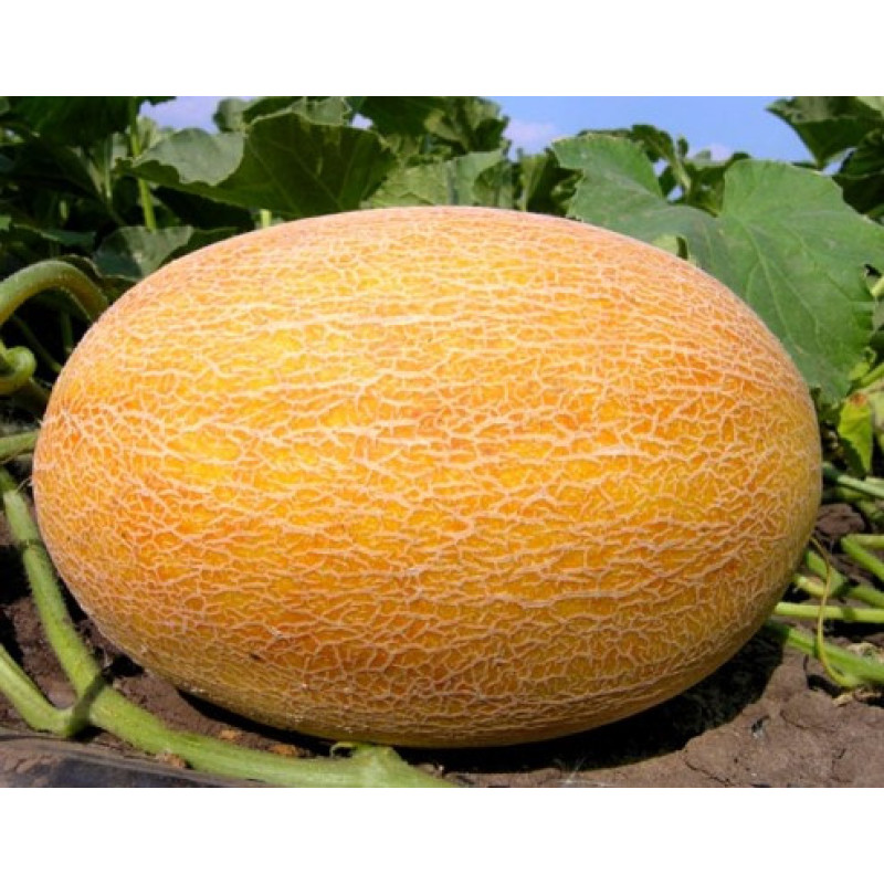 Melon seeds Ananasna 3 h
