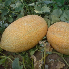 Melon seeds Amal 3 h