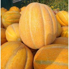Melon seeds Efiopka 3 h