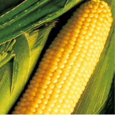 Corn seeds Tsukrova zhovta 25 h
