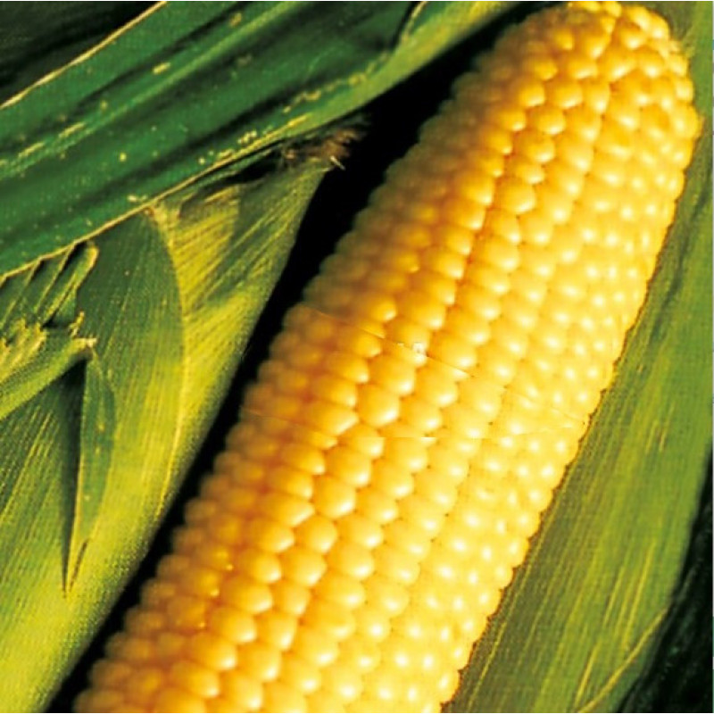 Corn seeds Tsukrova zhovta 25 h