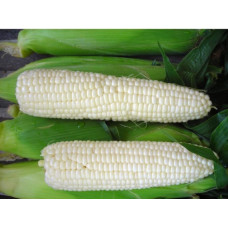 Corn seeds Tsukrova bila 25 h