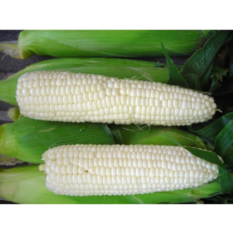 Corn seeds Tsukrova bila 25 h