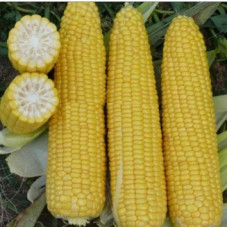 Corn seeds Nadsolodka 25 h