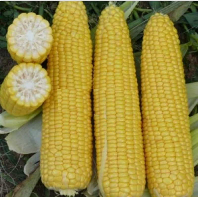 Corn seeds Nadsolodka 25 h