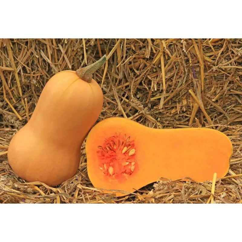 Nasinnia Batternat 7 seeds