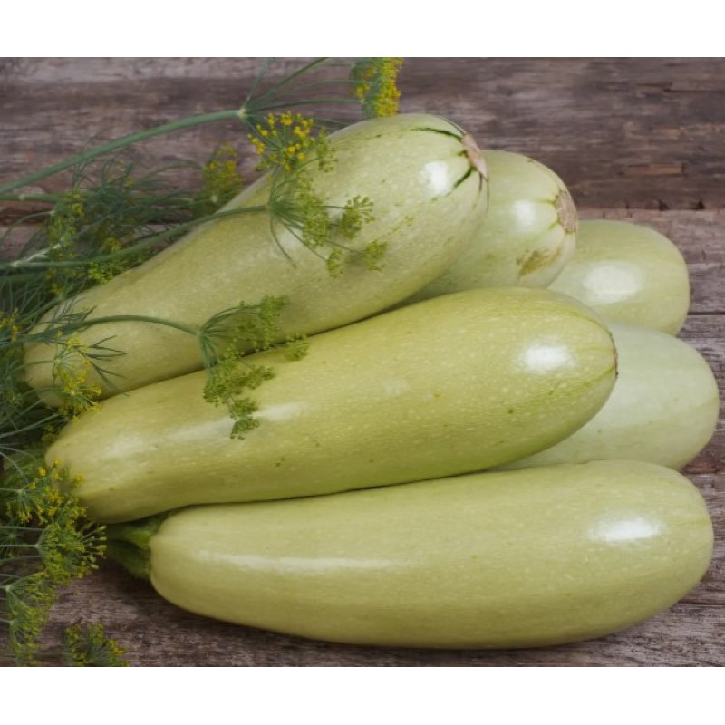 Nasinnia kabachkiv Hrybovskyi 15 seeds
