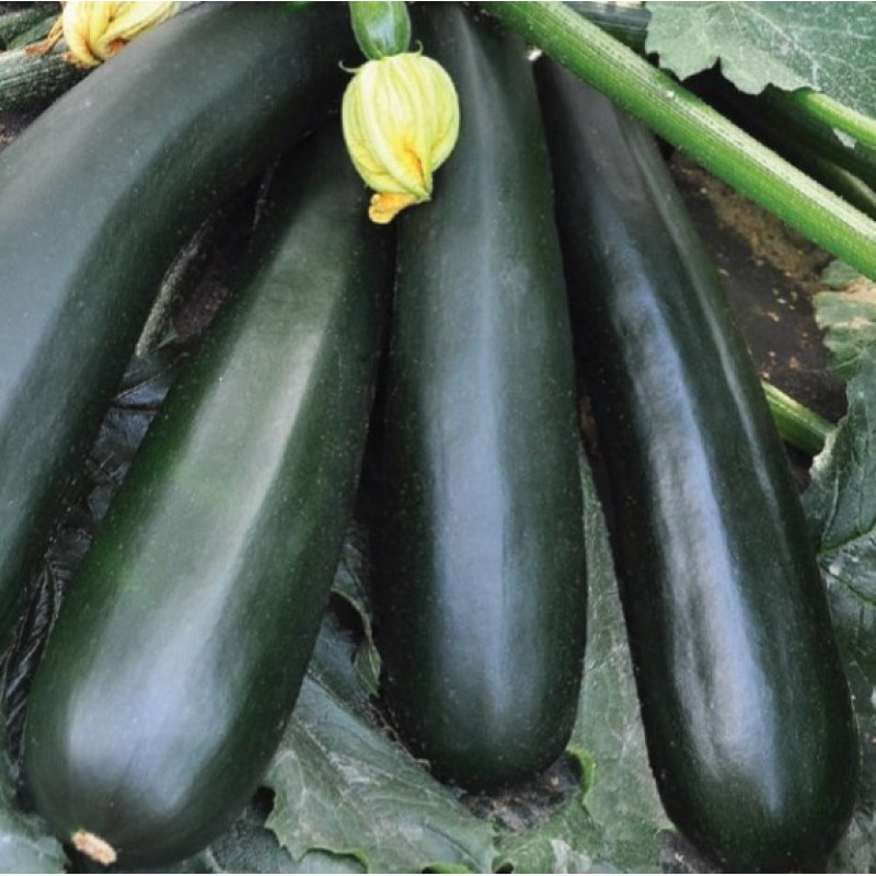 Nasinnia Chornyi prynts 15 seeds
