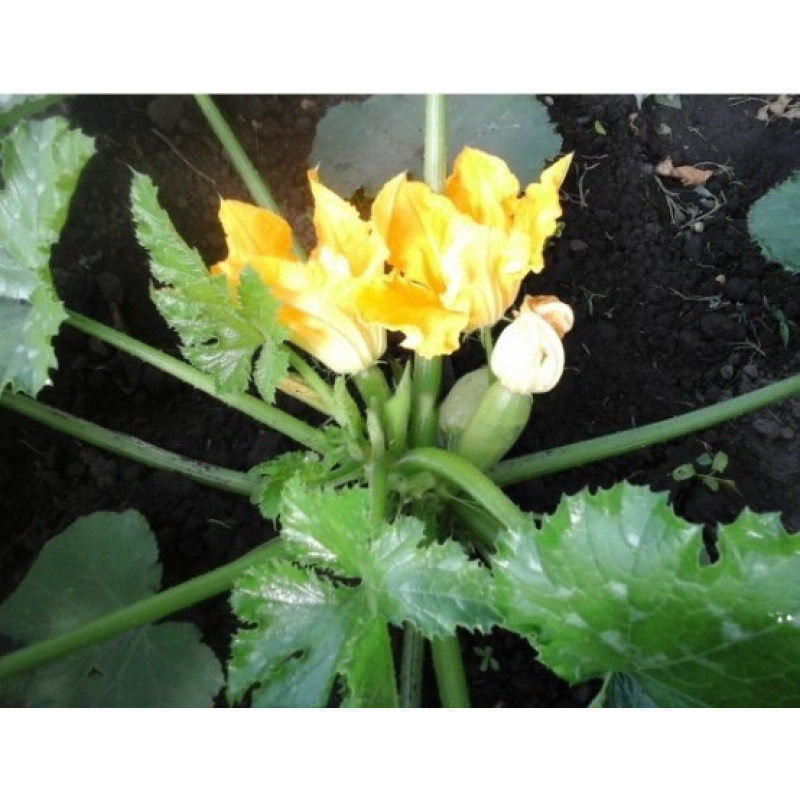 Nasinnia Baron F1 7 seeds
