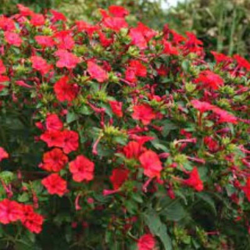 Flower seeds Mirabilis chervonyi 0,2 g