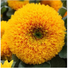 Flower seeds Soniashnyk dekoratyvnyi Zolote sontse 0,2 g