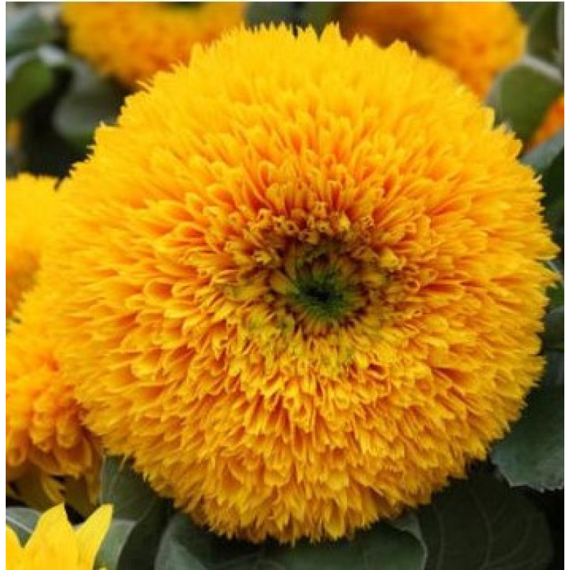 Flower seeds Soniashnyk dekoratyvnyi Zolote sontse 0,2 g