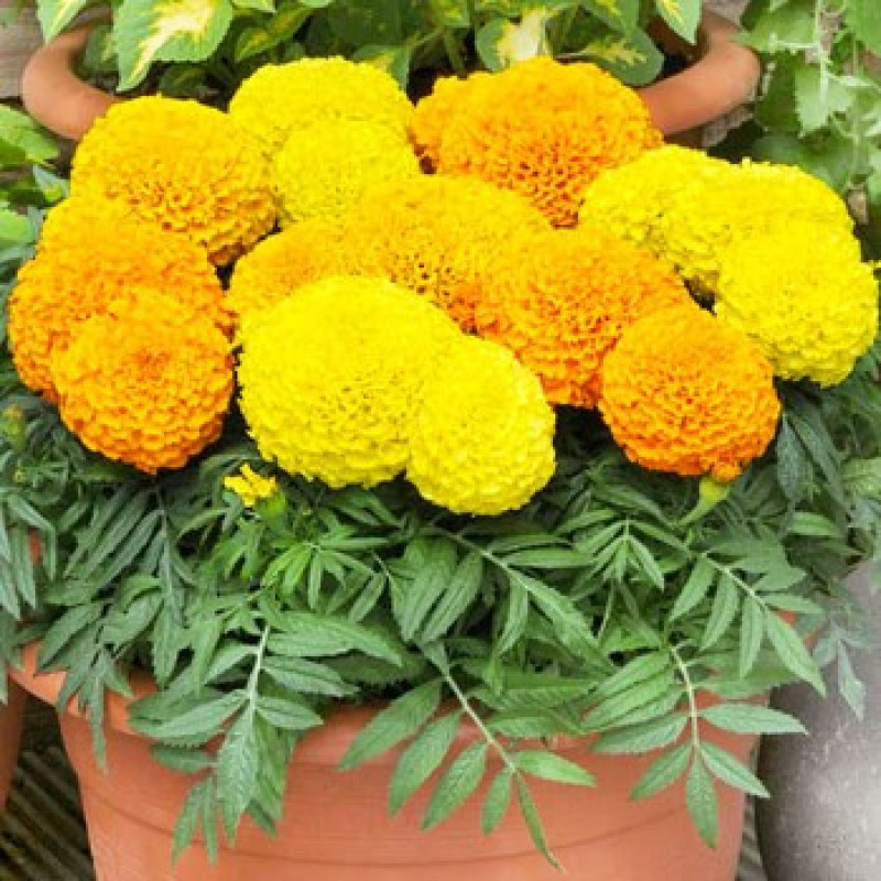 Flower seeds Chornobryvtsi vysokorosli 0,2 g