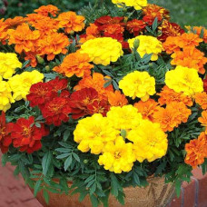 Flower seeds Chornobryvtsi nyzkorosli 0,2 g